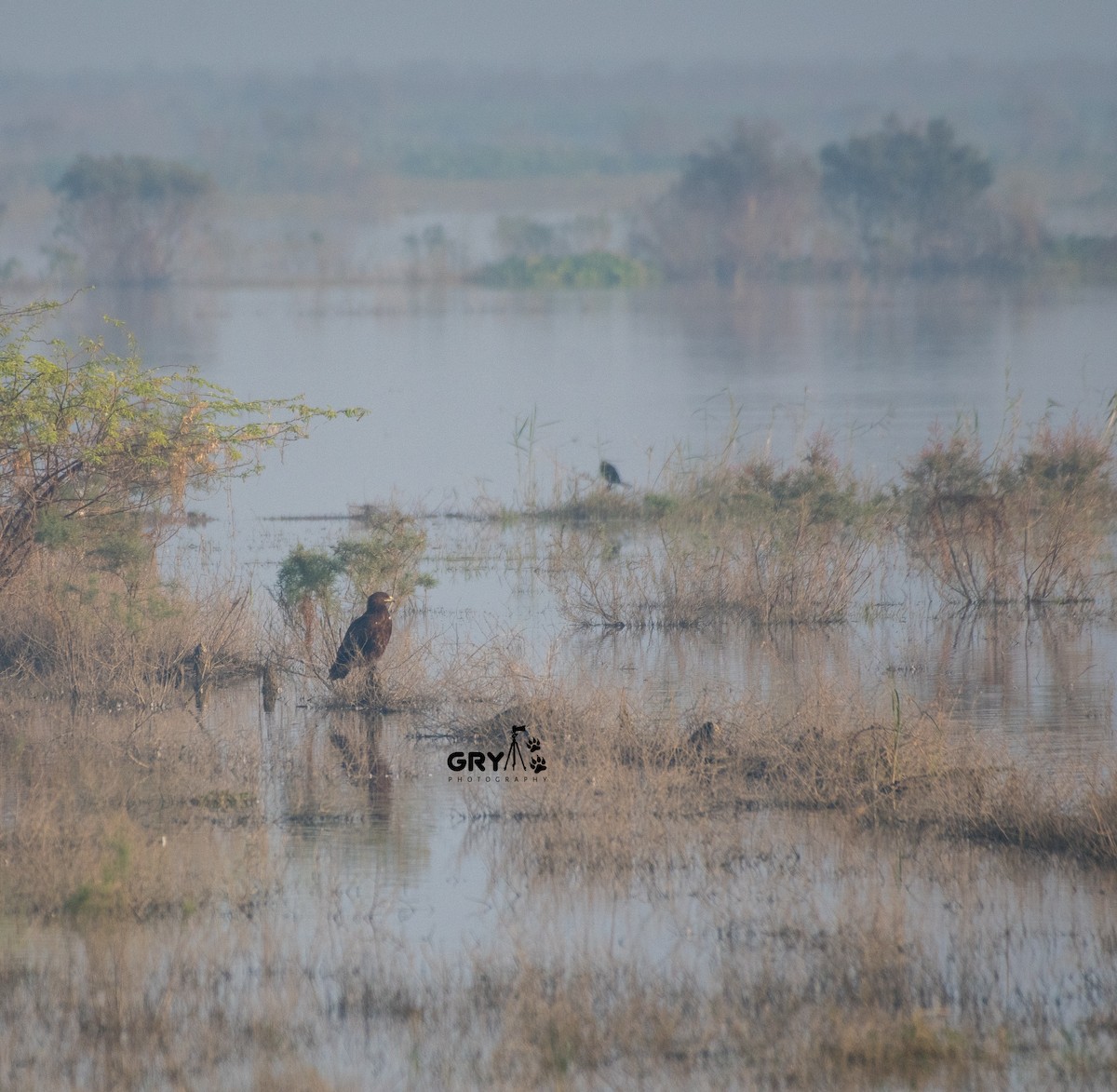 Greater Spotted Eagle - ML644806992