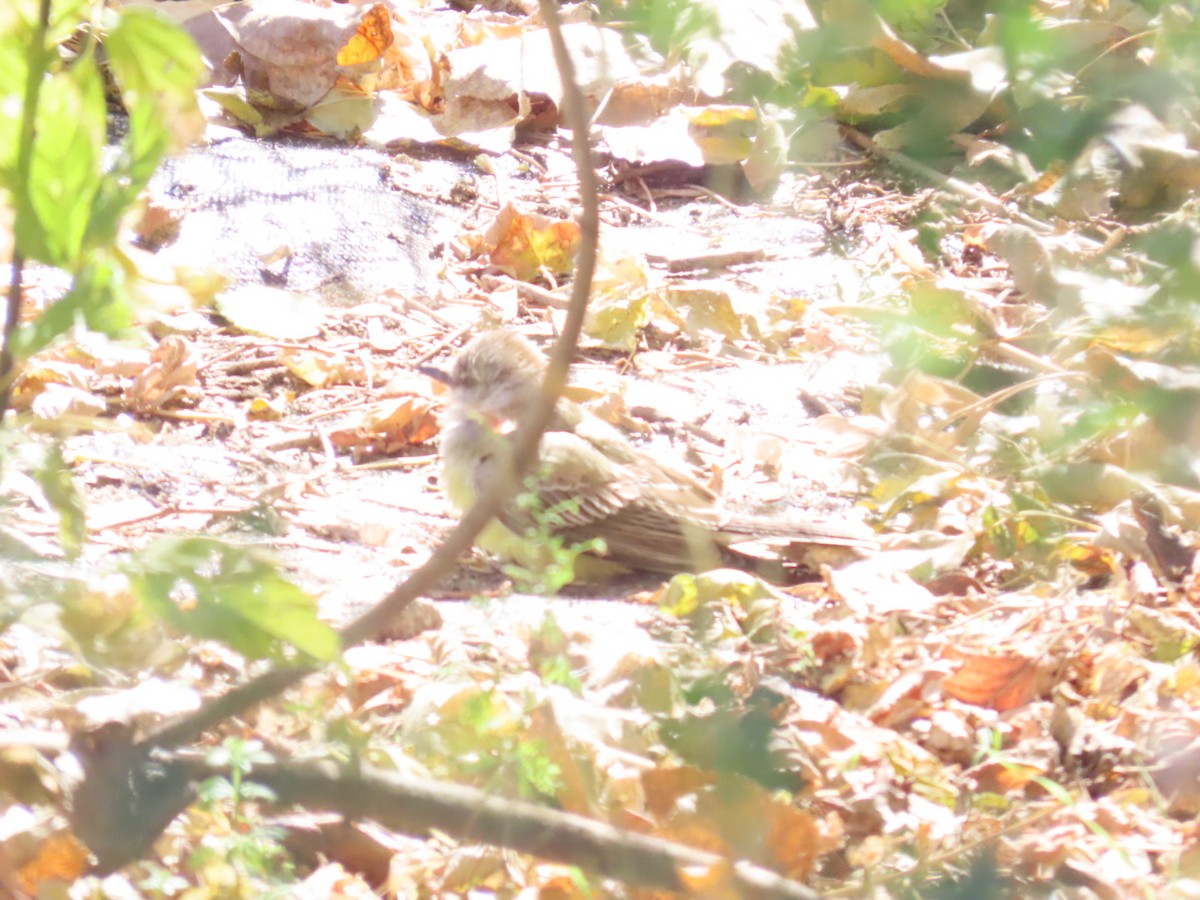 Western Kingbird - ML644806995