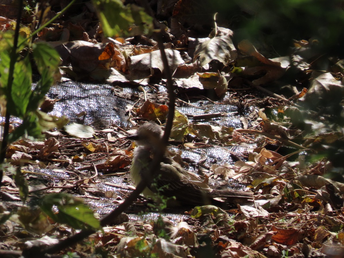 Western Kingbird - ML644806996