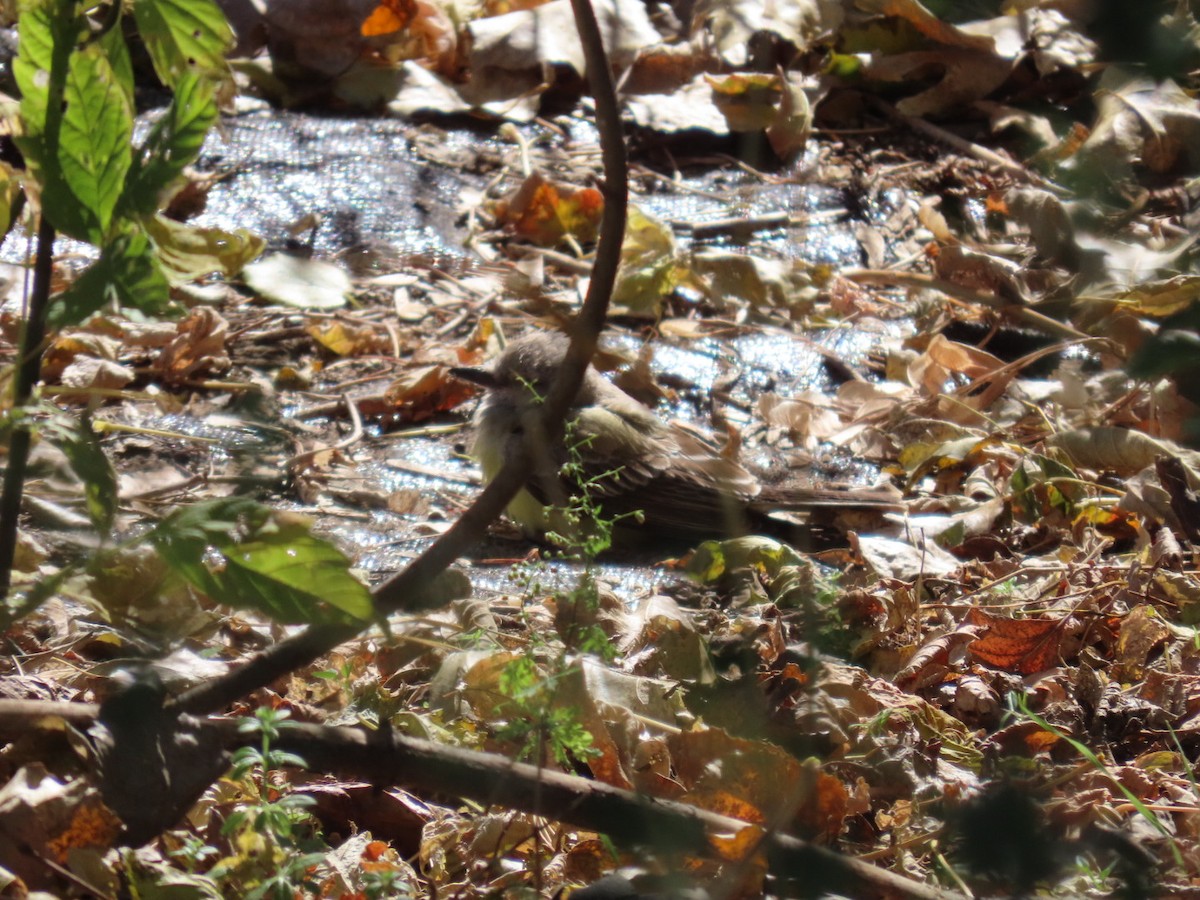 Western Kingbird - ML644806997