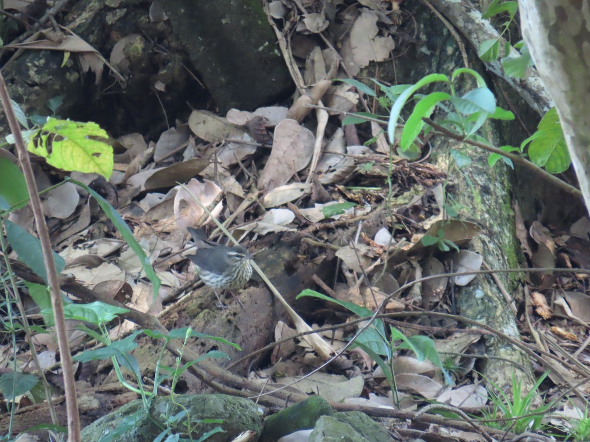 Louisiana Waterthrush - ML644806998