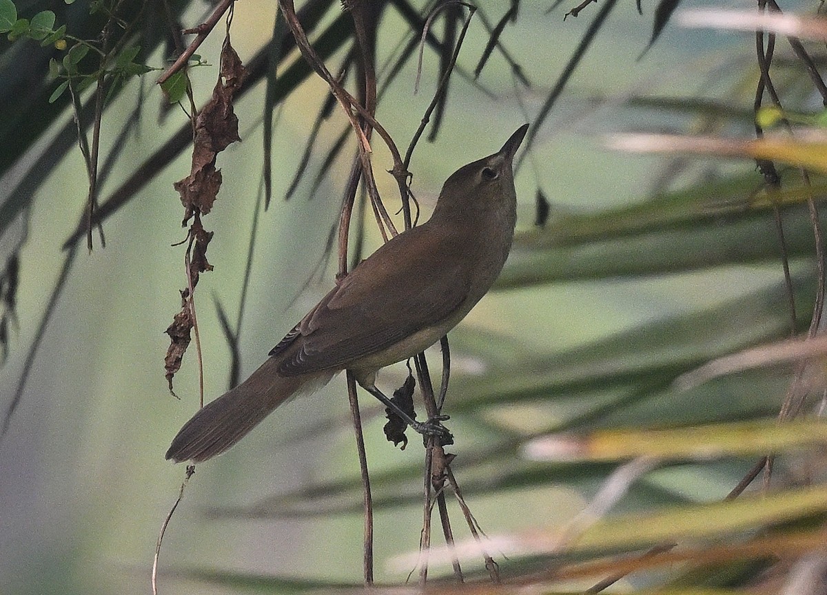 Clamorous Reed Warbler - ML644806999