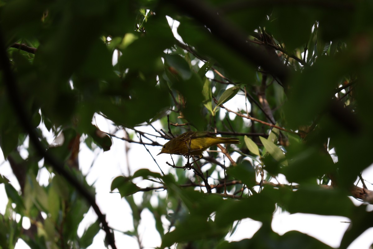 Mangrove Yellow Warbler - ML644807005