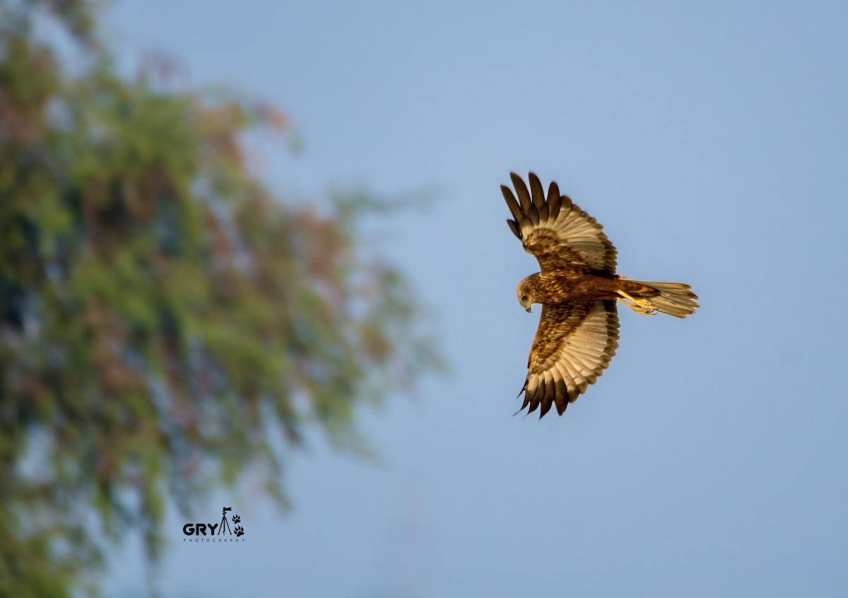 Western Marsh Harrier - ML644807010