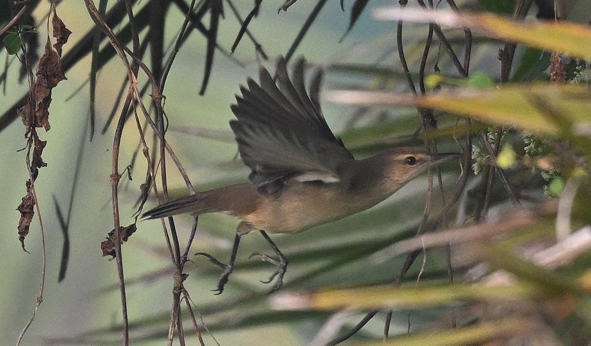 Clamorous Reed Warbler - ML644807011