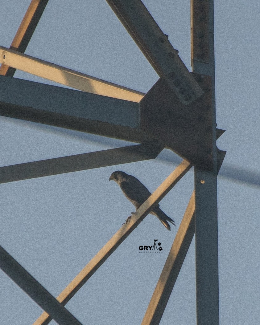 Peregrine Falcon - ML644807029