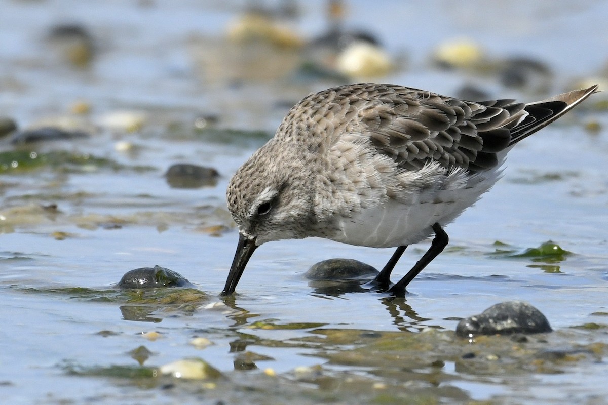 Ak Sokumlu Kumkuşu - ML644807035