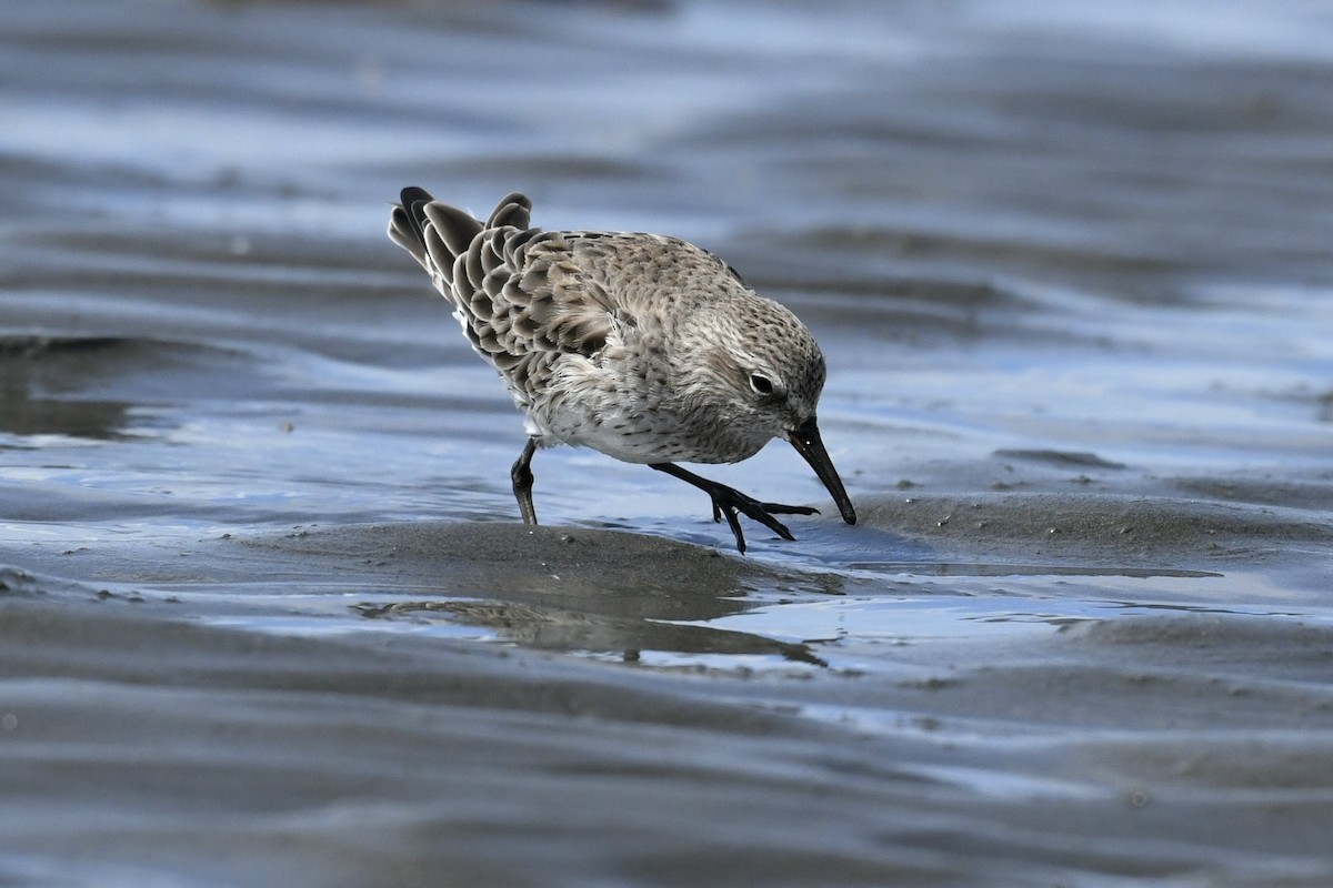 Ak Sokumlu Kumkuşu - ML644807036