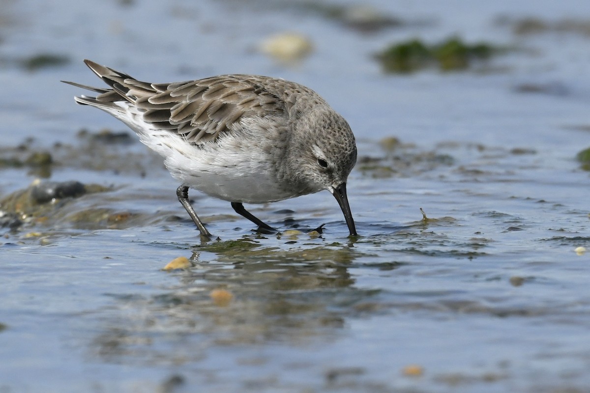 Ak Sokumlu Kumkuşu - ML644807037