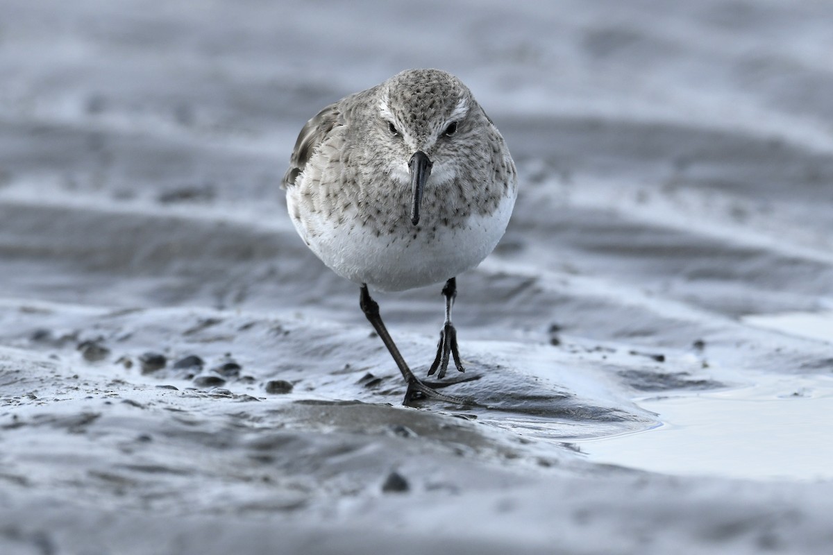 Ak Sokumlu Kumkuşu - ML644807038