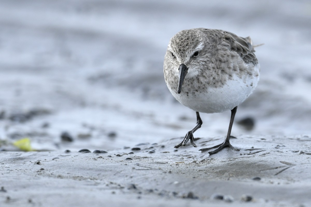 Ak Sokumlu Kumkuşu - ML644807039