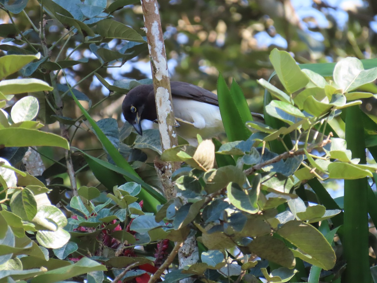 Brown Jay - ML644807040