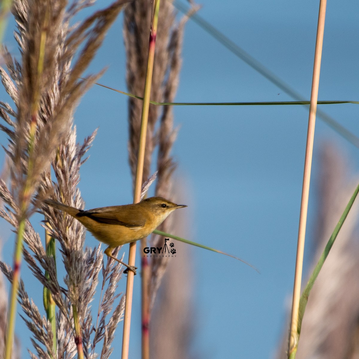 Paddyfield Warbler - ML644807043