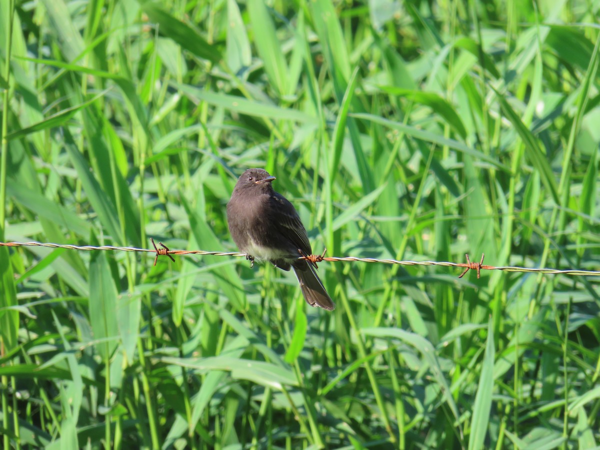 Black Phoebe - ML644807045