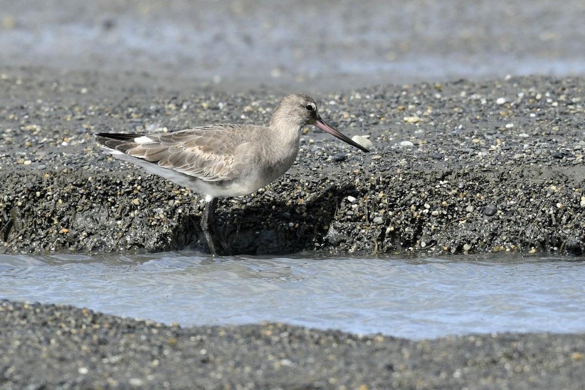 Hudson Çamurçulluğu - ML644807057