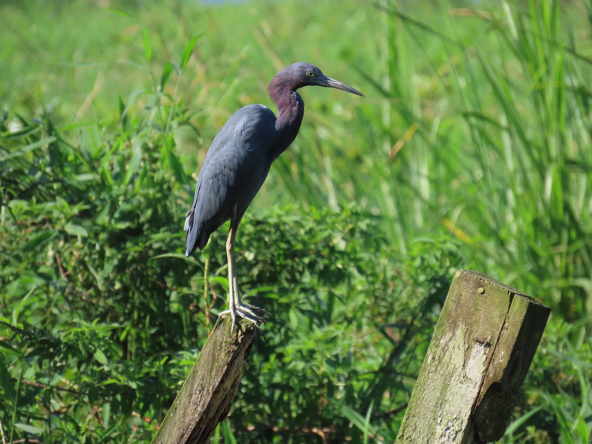 Little Blue Heron - ML644807062