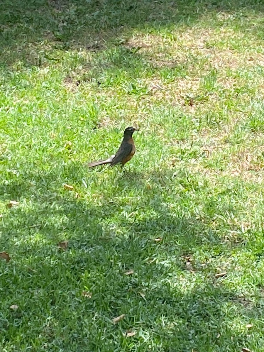 drozd stěhovavý - ML644807069