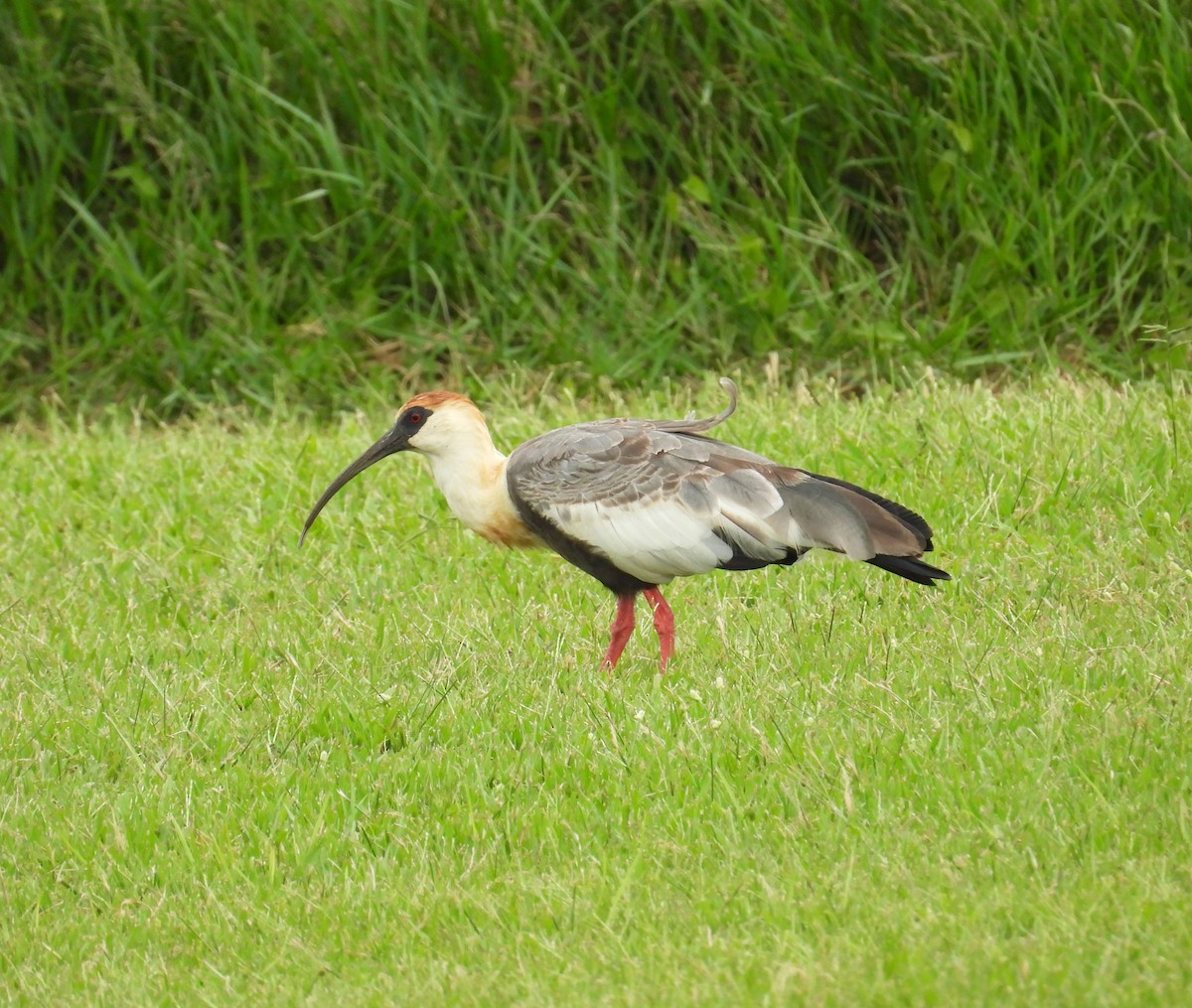Buff-necked Ibis - ML644807071