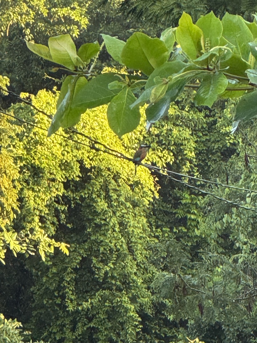 Turquoise-browed Motmot - ML644807073