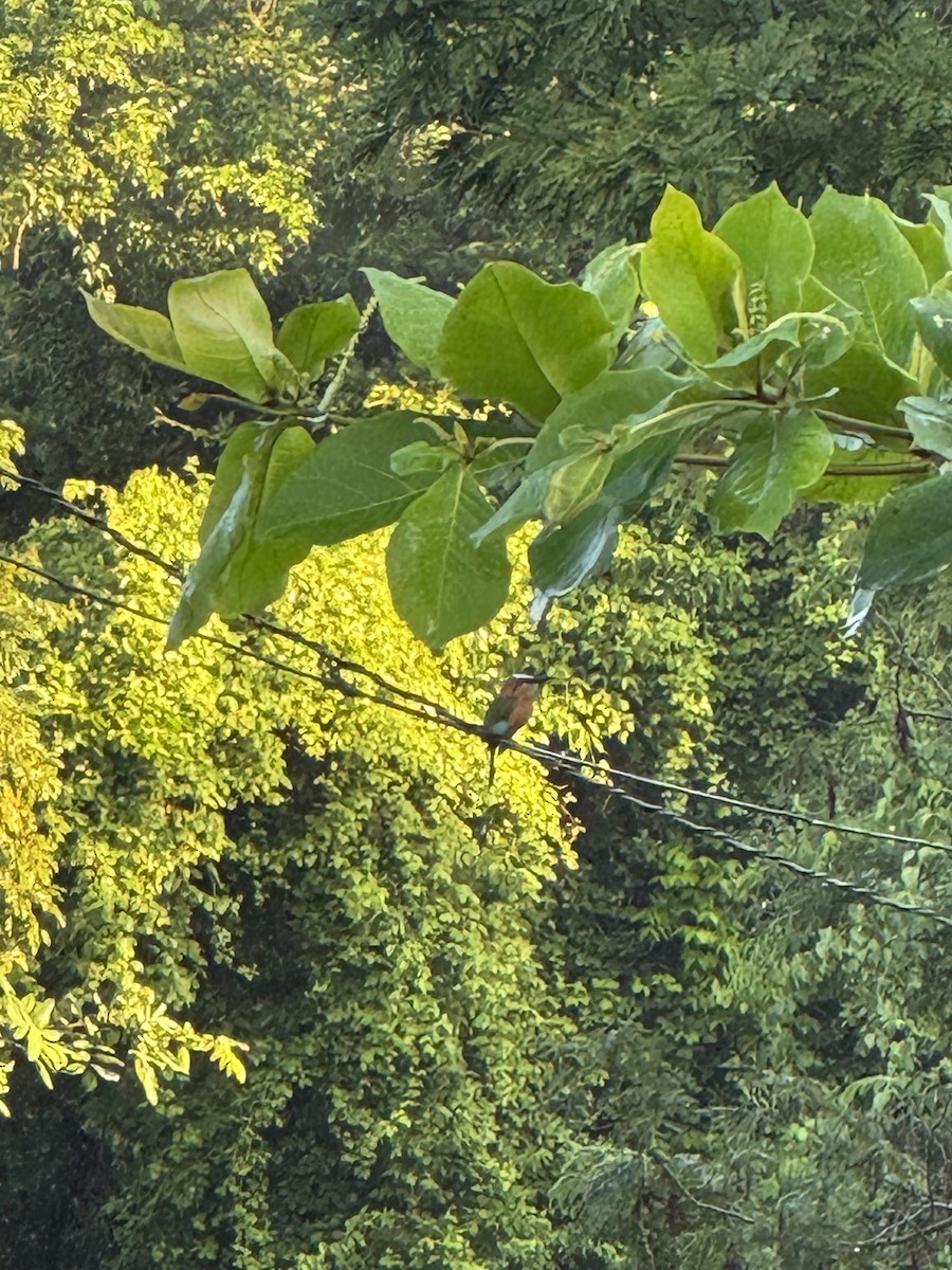 Turquoise-browed Motmot - ML644807075