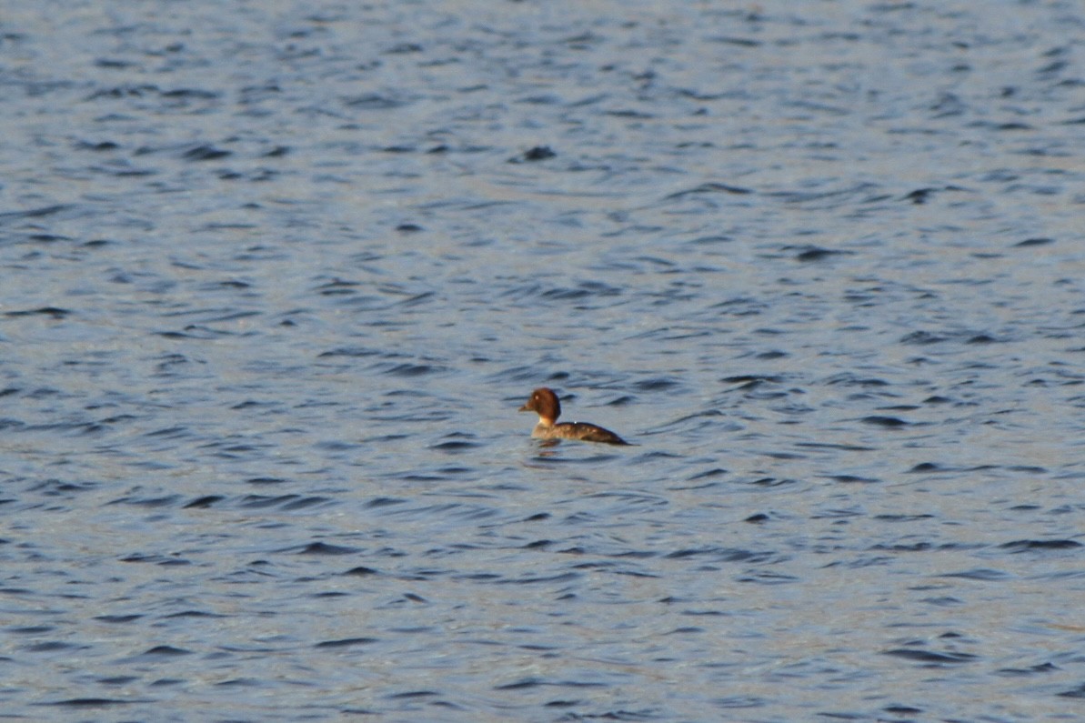 Common Goldeneye - ML644807081