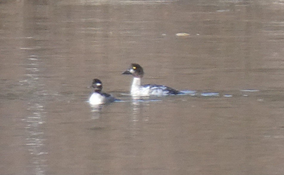 Common Goldeneye - ML644807083