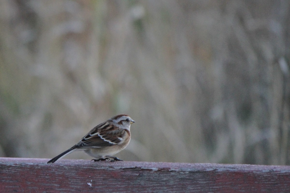 American Tree Sparrow - ML644807086