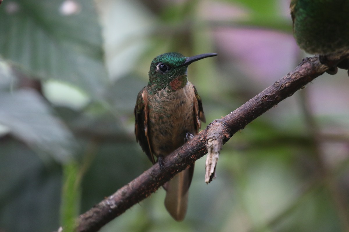 Brillante Pechigamuza - ML644807093