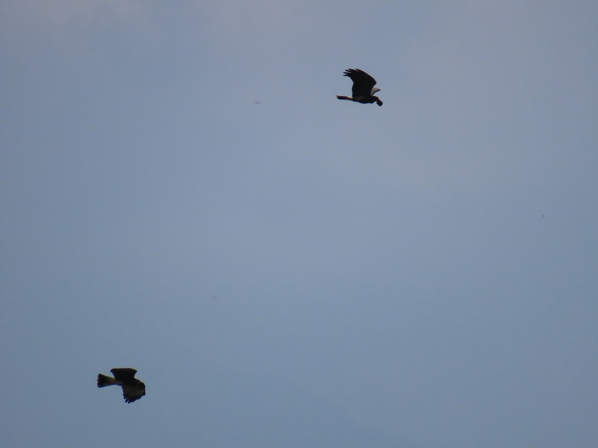 Snail Kite - ML644807094