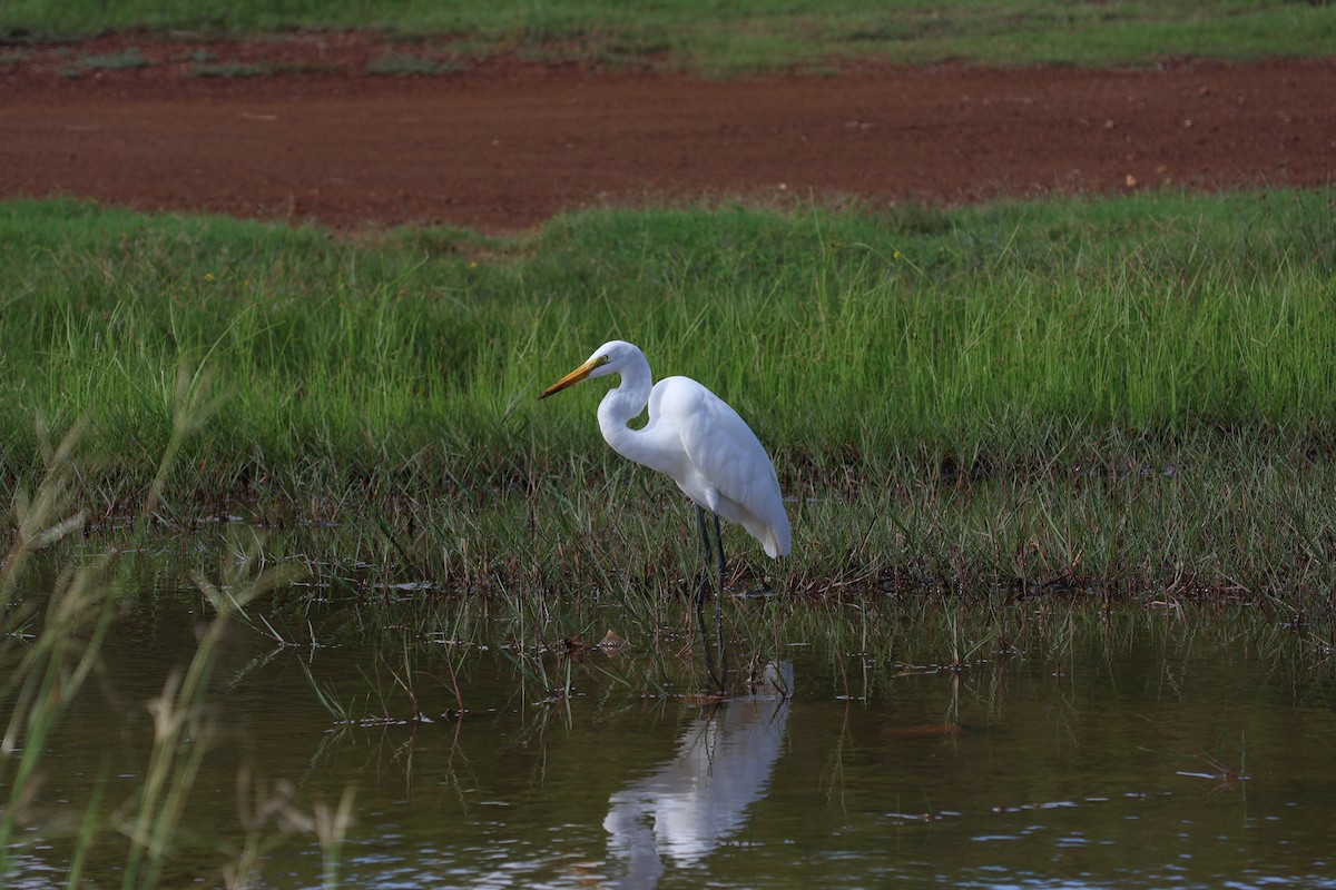 Great Egret - ML644807096