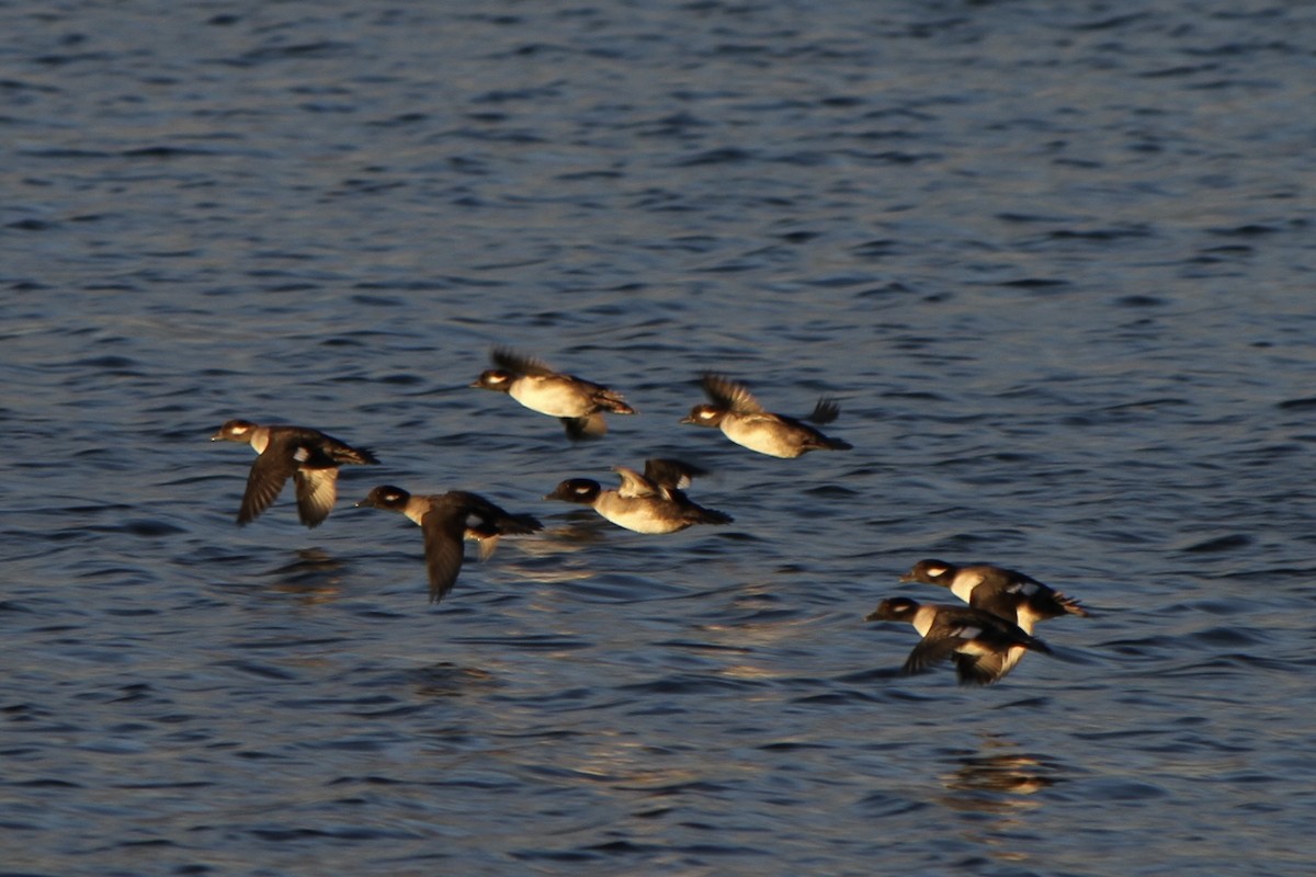 Bufflehead - ML644807098