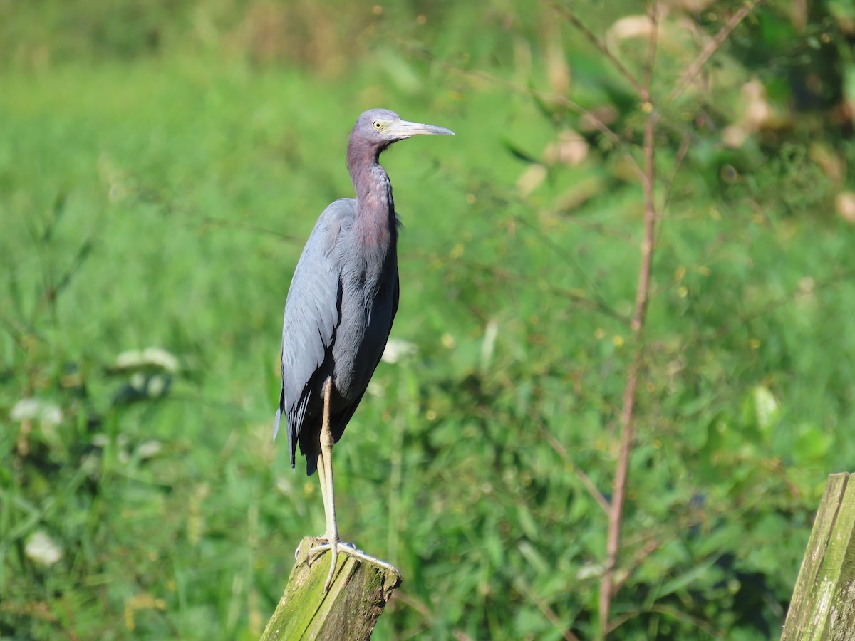 Little Blue Heron - ML644807106