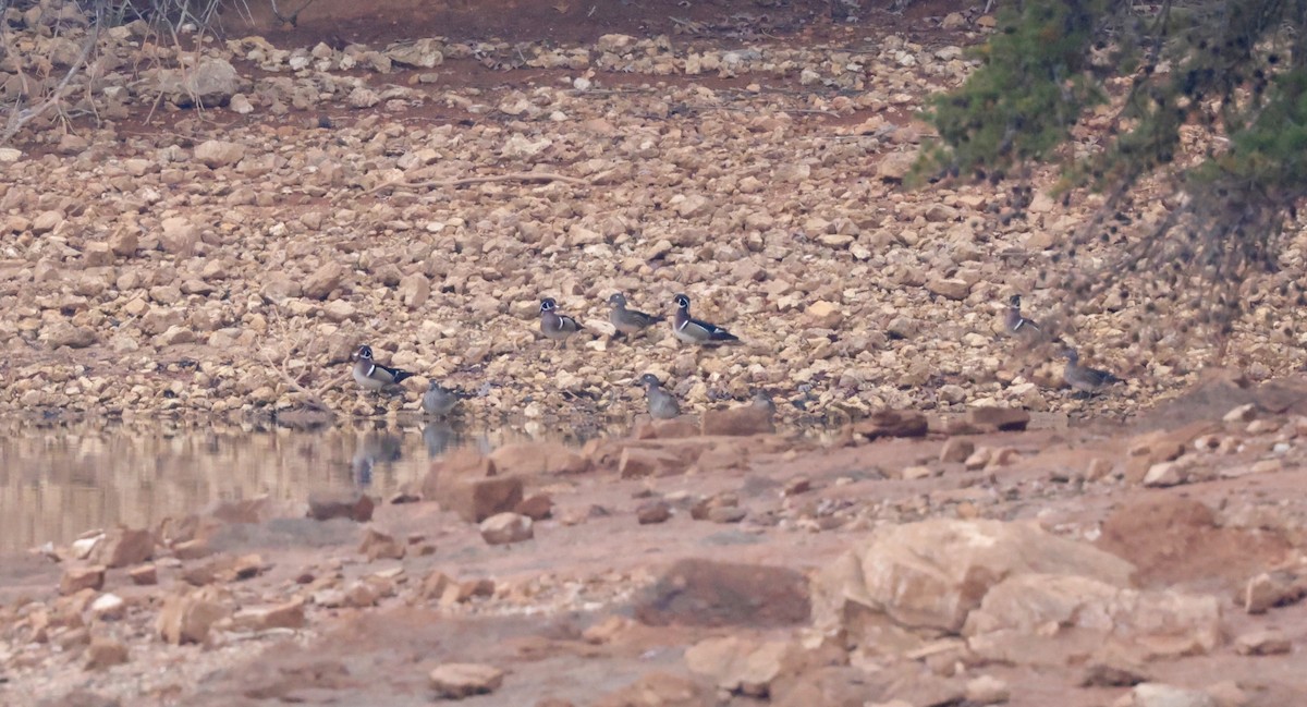 Wood Duck - ML644807114