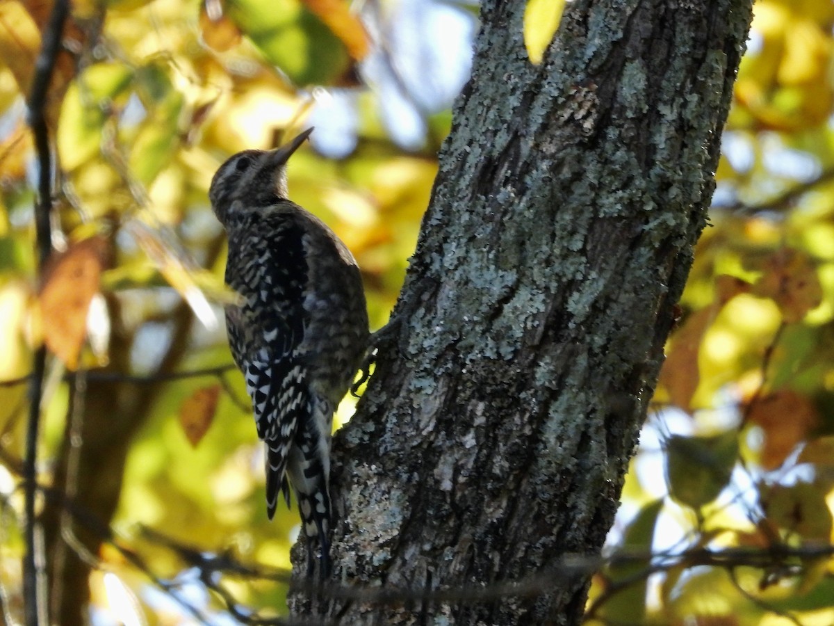 Gelbbauch-Saftlecker - ML644807115