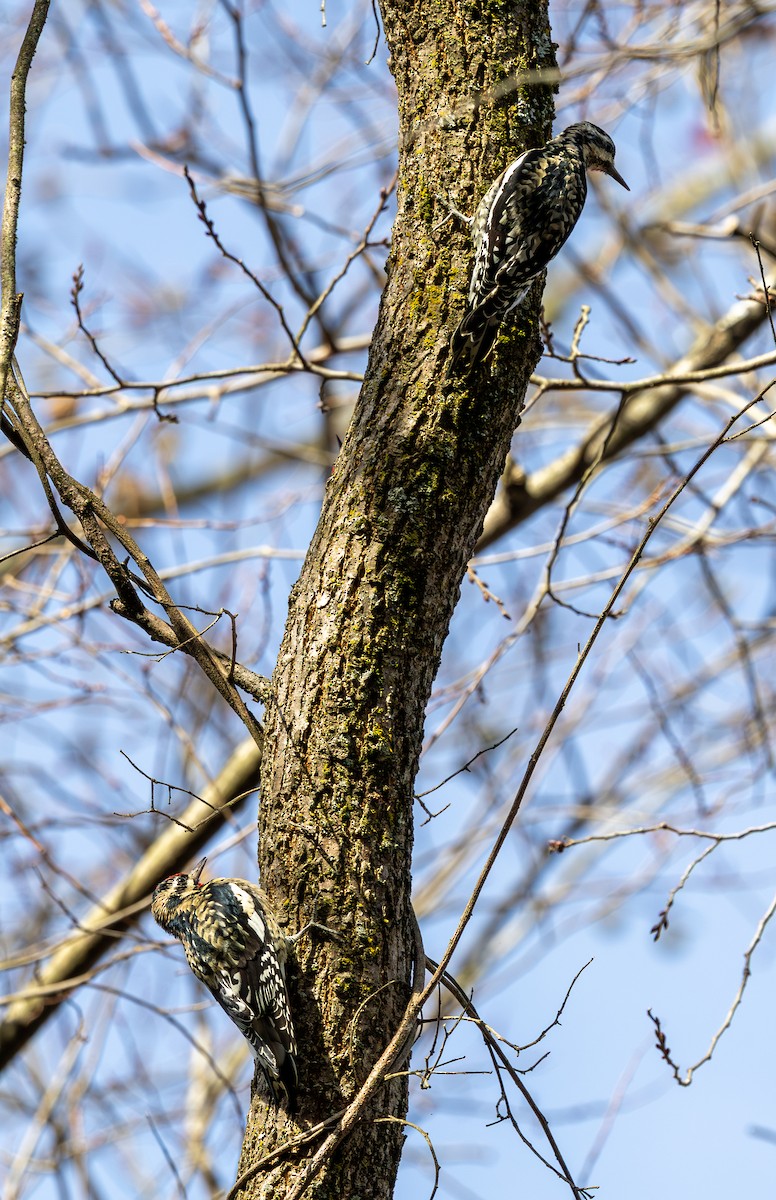 Gelbbauch-Saftlecker - ML644807117