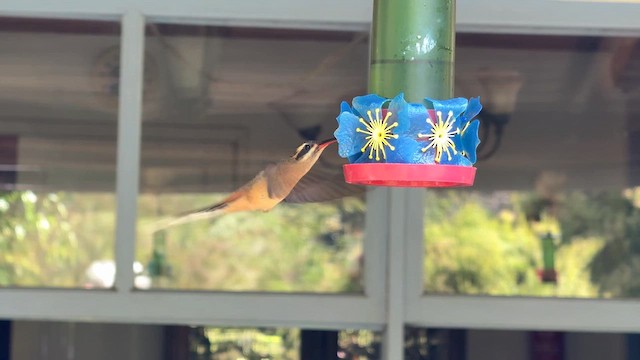 Planalto Hermiti - ML644807119