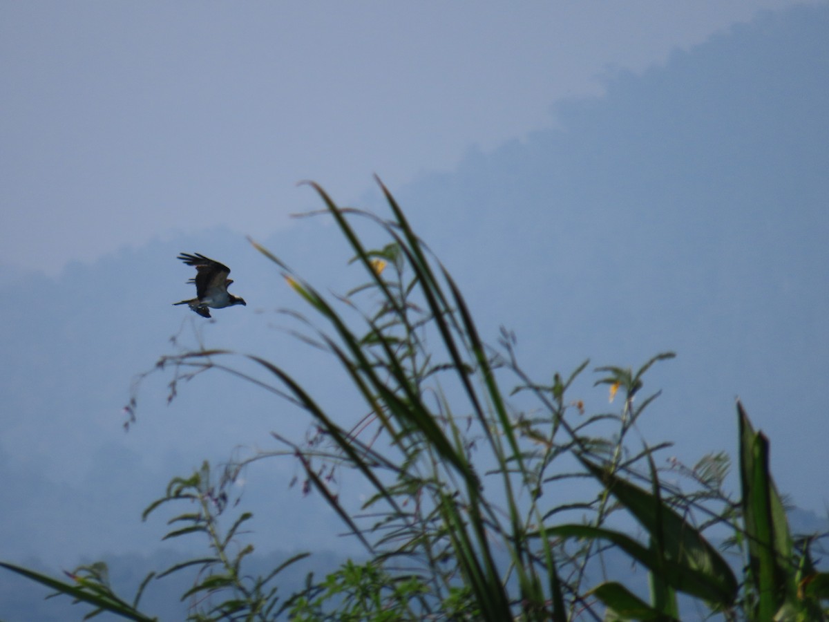 Osprey - ML644807121