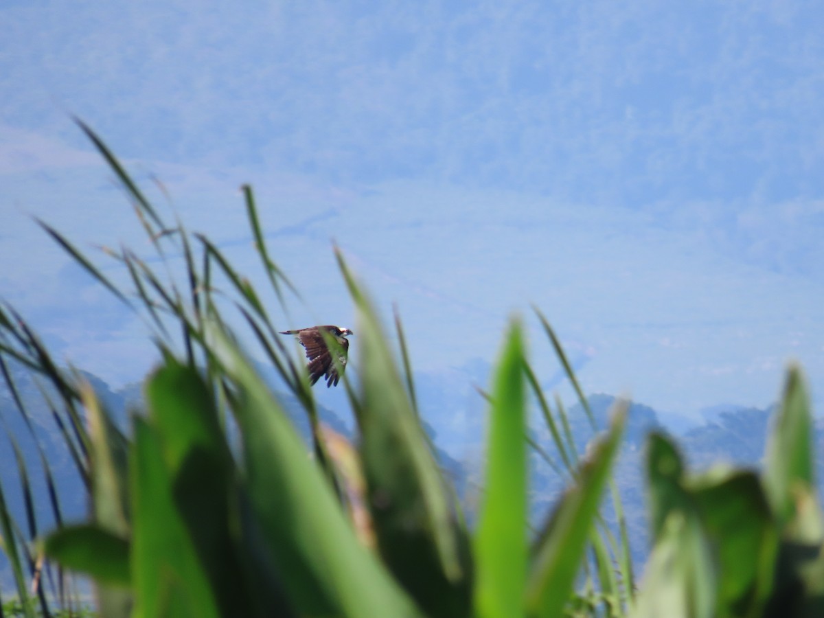 Osprey - ML644807122