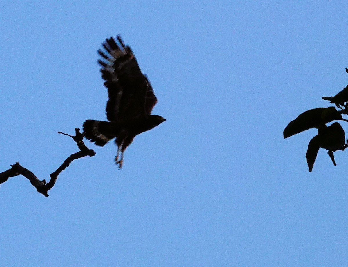 Haubenschlangenadler - ML644807124