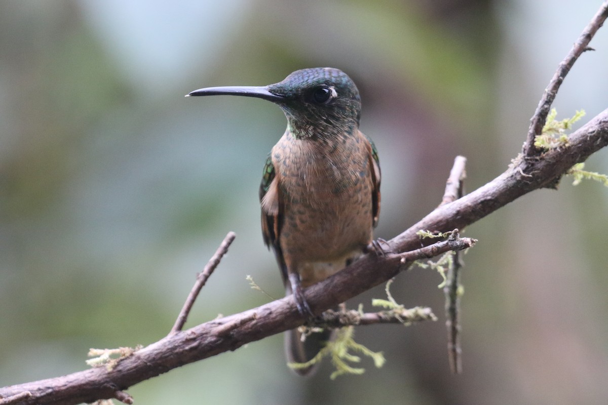 Brillante Pechigamuza - ML644807127