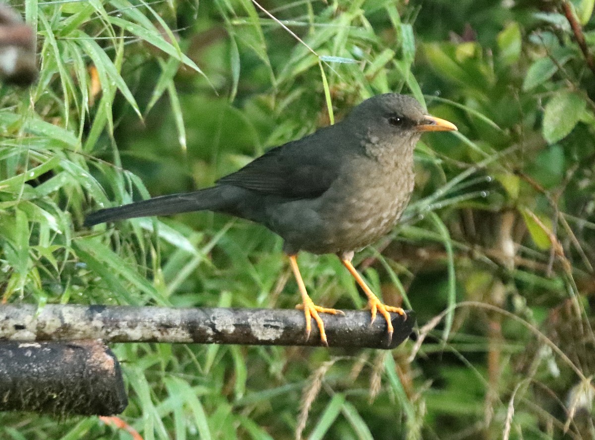 Great Thrush - ML644807130
