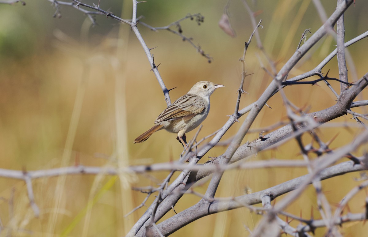 Rotscheitel-Zistensänger - ML644807136
