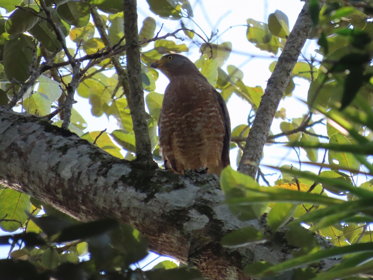 káně krahujová - ML644807138