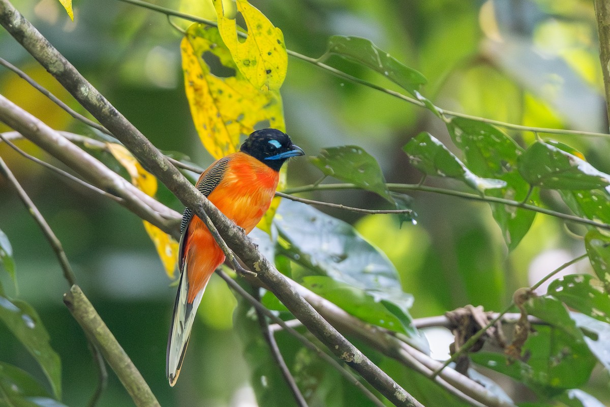 Scarlet-rumped Trogon - ML644807145