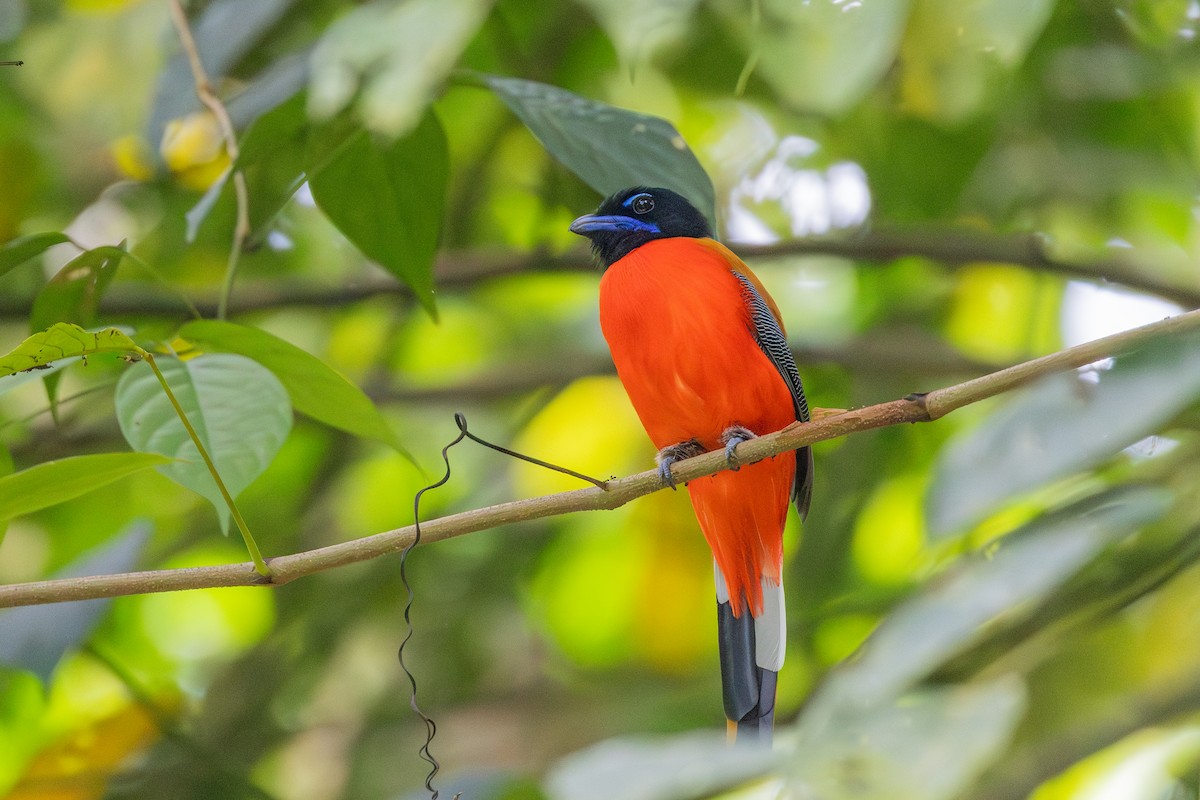 Scarlet-rumped Trogon - ML644807146