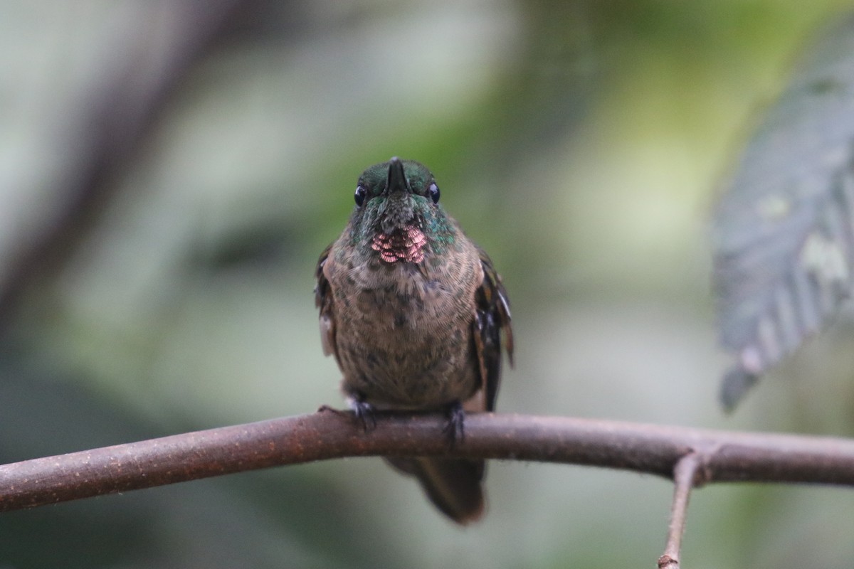 Brillante Pechigamuza - ML644807154