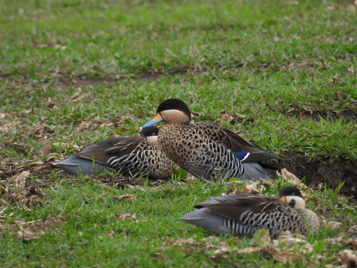 Silver Teal - ML644807156