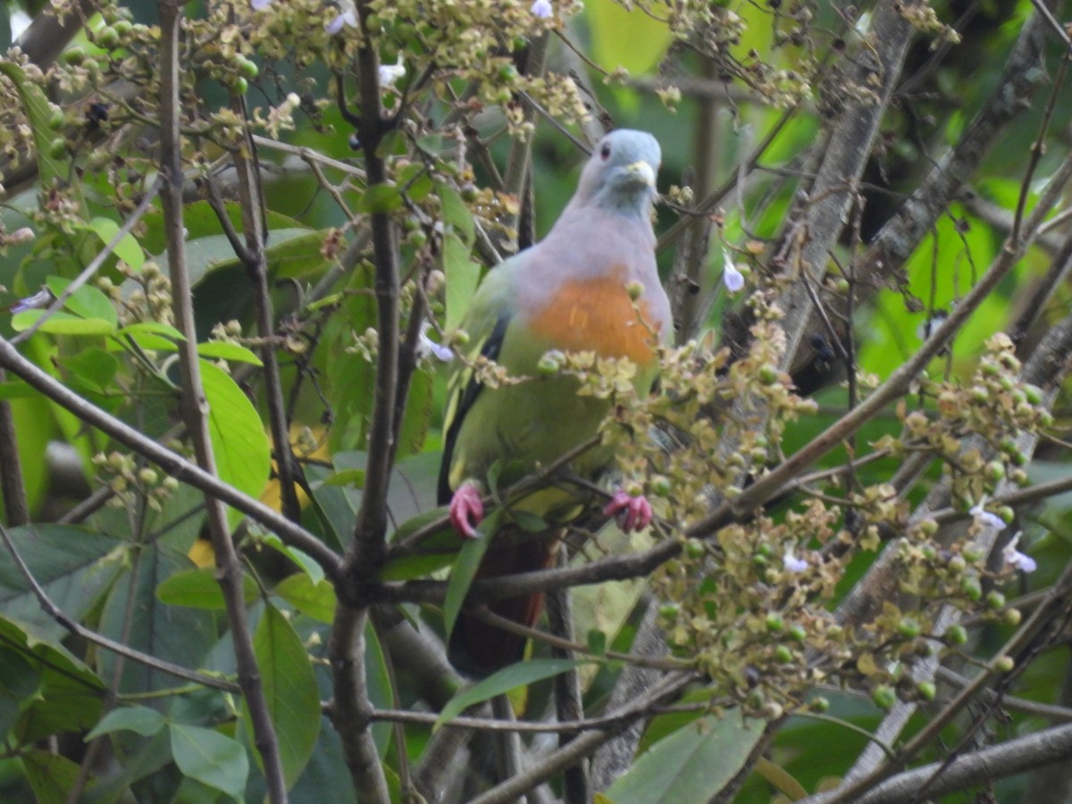 Pink-necked Green-Pigeon - ML644807157