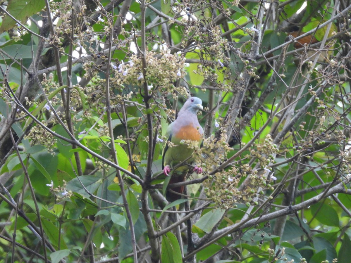 Pink-necked Green-Pigeon - ML644807160