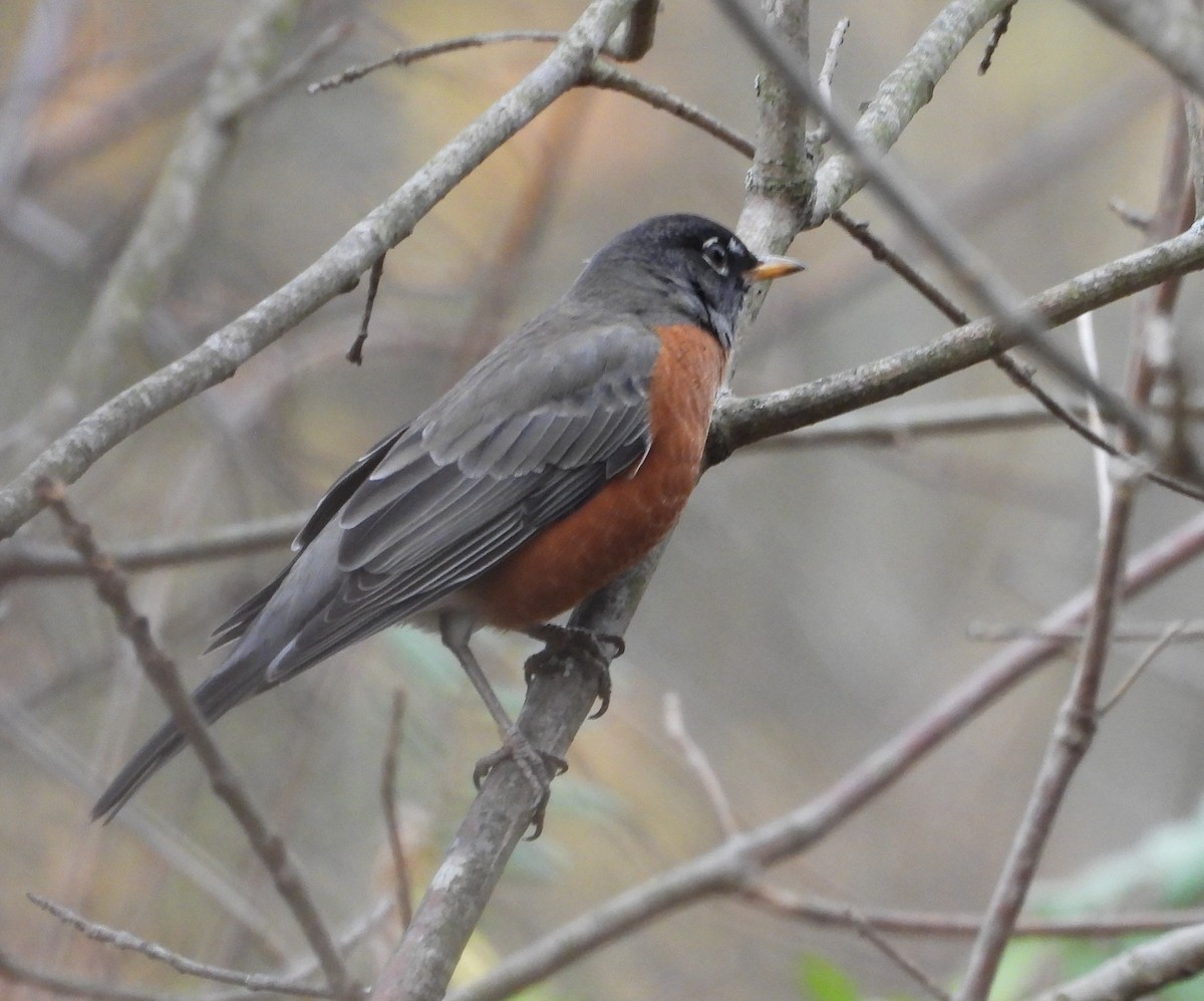 drozd stěhovavý - ML644807161